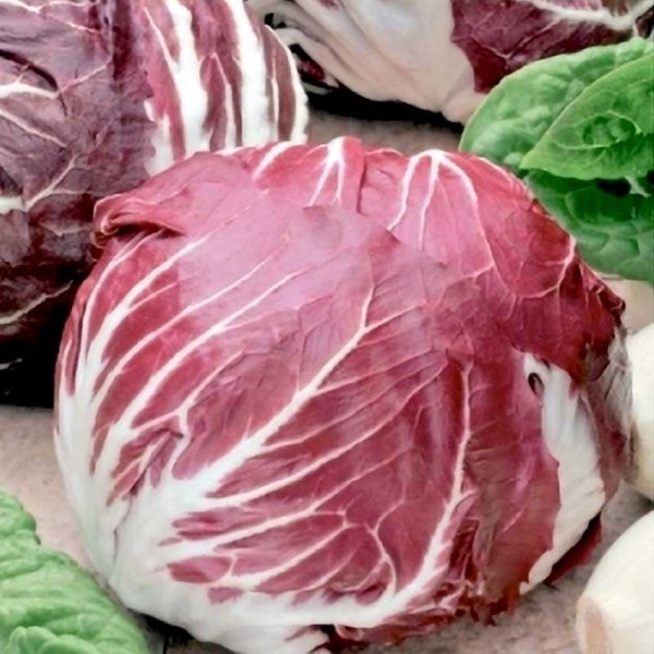 Endive Lettuce 'Palla rossa 3'