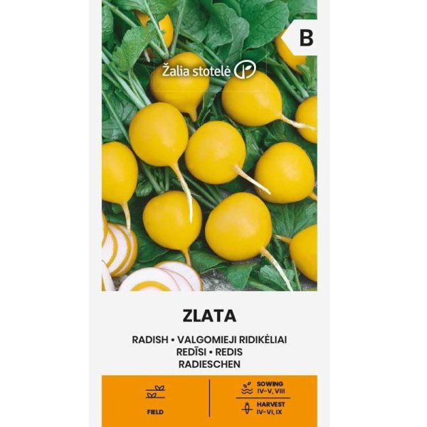 Radish 'Zlata'