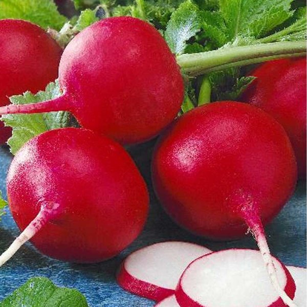 Radish 'Cherry belle'