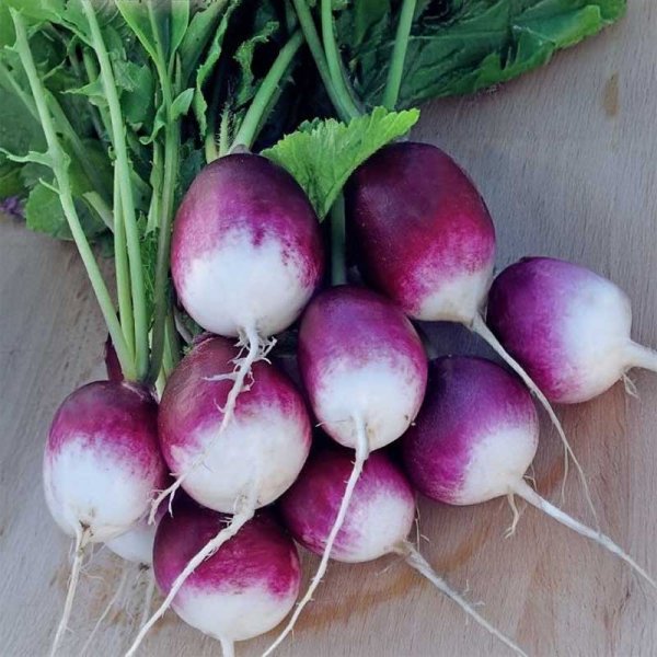 Radish 'Diana'