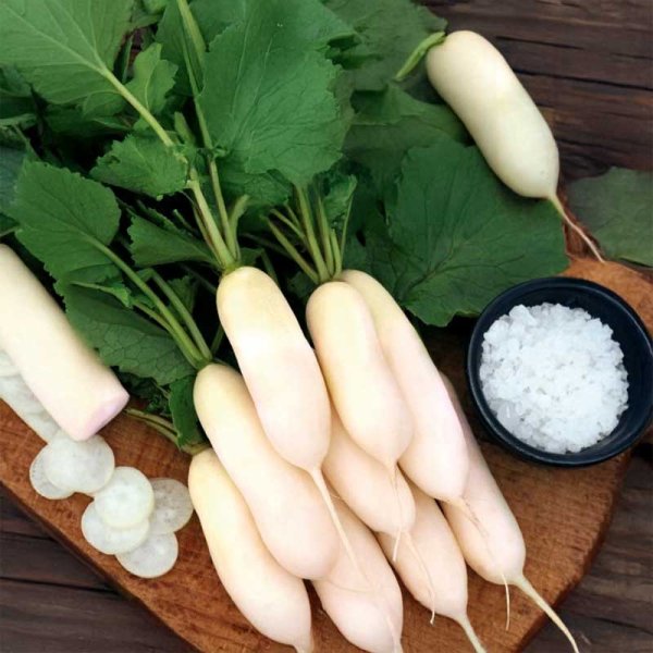 Radish 'Leda'