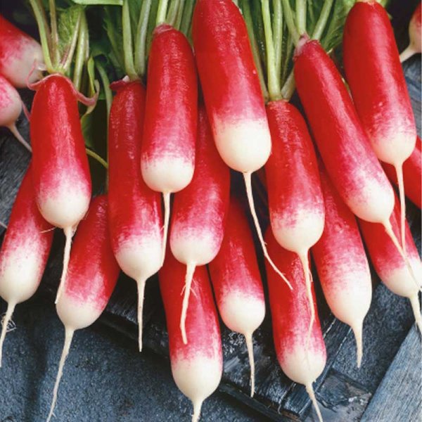 Radish 'Flamboyant 3'