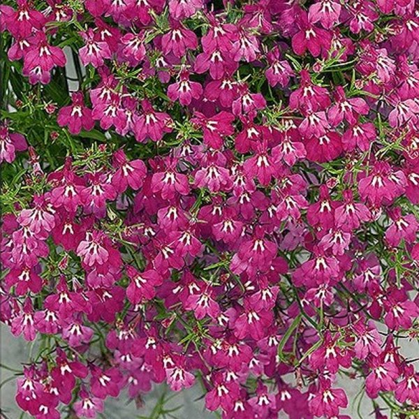 Lobelia 'Red Cascade'