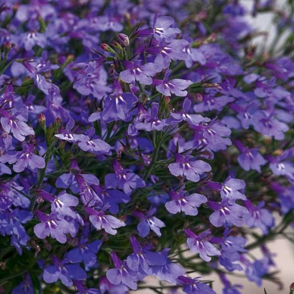 Trailing Lobelia 'Blue Carpet'