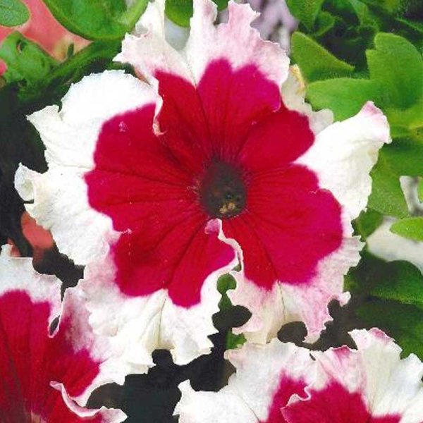 Scented Petunia 'Karkulka'