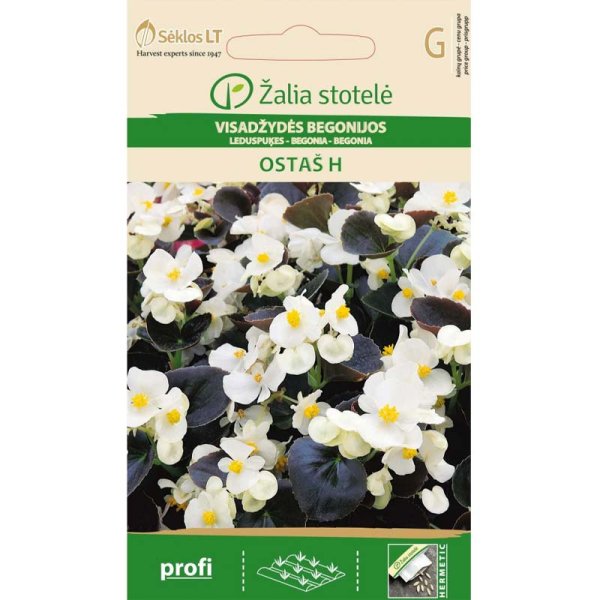 Begonia 'Ostas' H