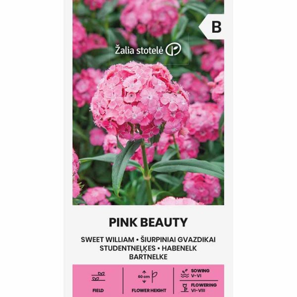 Sweet William 'Pink Beauty'