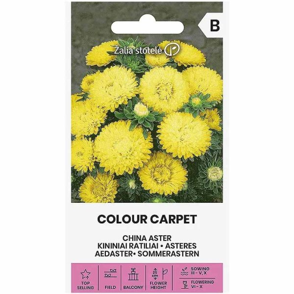 China Aster 'Colour Carpet' Yellow