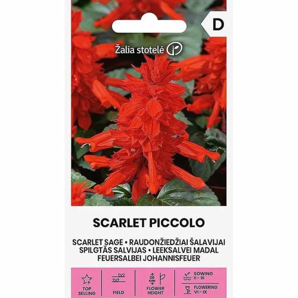 Scarlet sage 'Scarlet Piccolo'