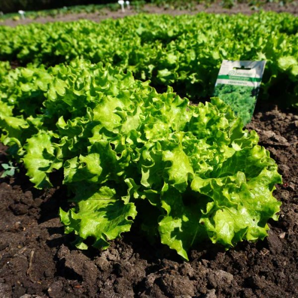 Looseleaf Lettuce 'Grand Rapids'