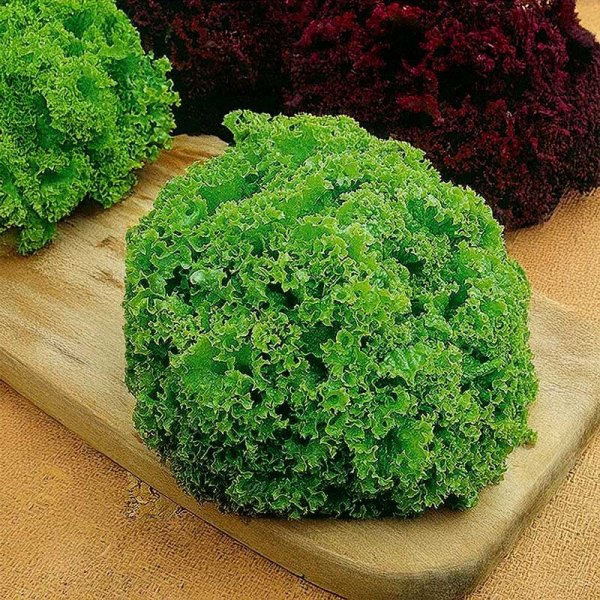 Looseleaf Lettuce 'Lollo Bionda'
