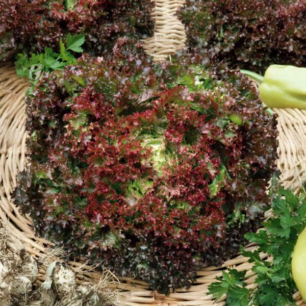 Batavia Lettuce 'Lollo Rossa'