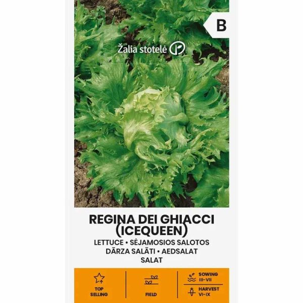 Iceberg Lettuce 'Regina Dei Ghiacci'