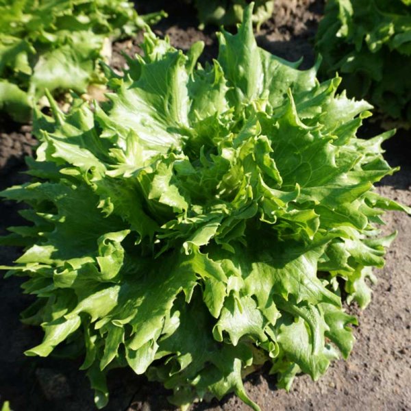 Iceberg Lettuce 'Regina Dei Ghiacci'