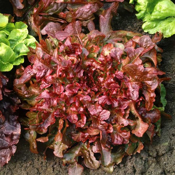 Looseleaf Lettuce 'Red Salad Bowl'