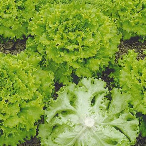 Looseleaf Lettuce 'Aficion'