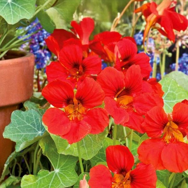 Dwarf Nasturtium 'Globe of Fire'