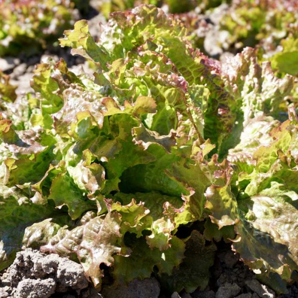 Lettuce 'Rouge Grenobloise'