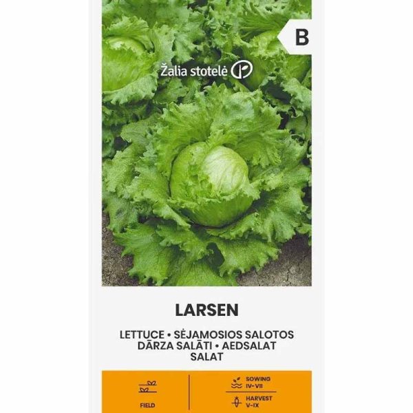 Iceberg Lettuce 'Larsen'