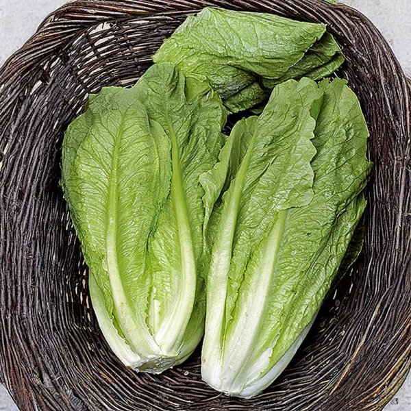Romaine Lettuce 'Galander'