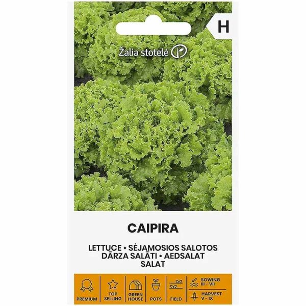 Batavia Lettuce 'Caipira'