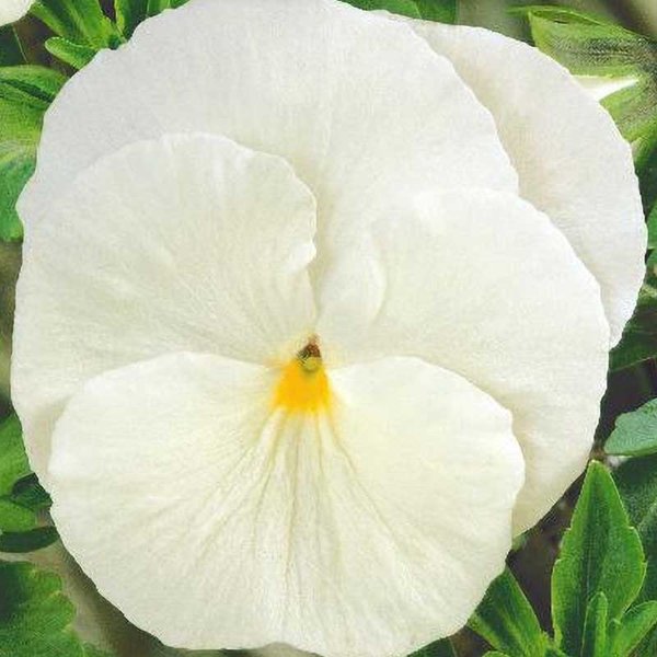 Pansy 'Firnenschnee'