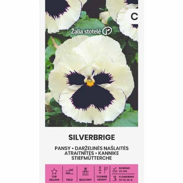 Pansy 'Silverbrige'