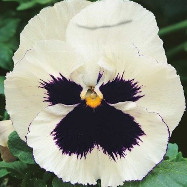 Pansy 'Silverbrige'