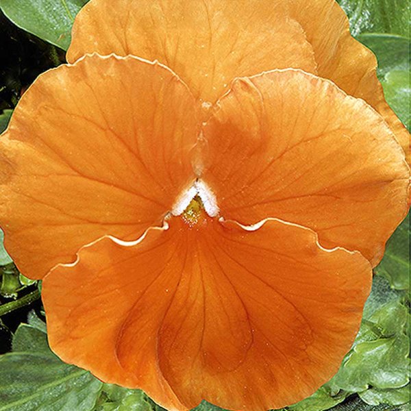 Pansy 'Orange sun'