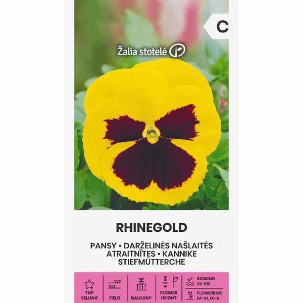 Pansy 'Rhinegold'