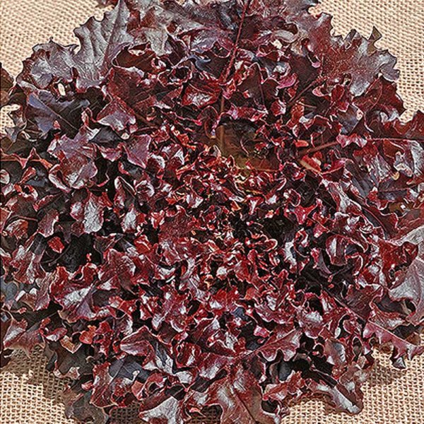 Oakleaf Lettuce 'Bellino'