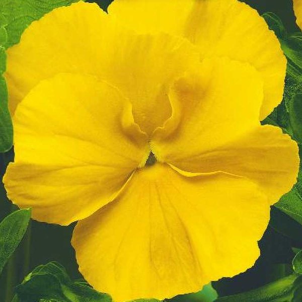 Pansy 'Coronation gold'