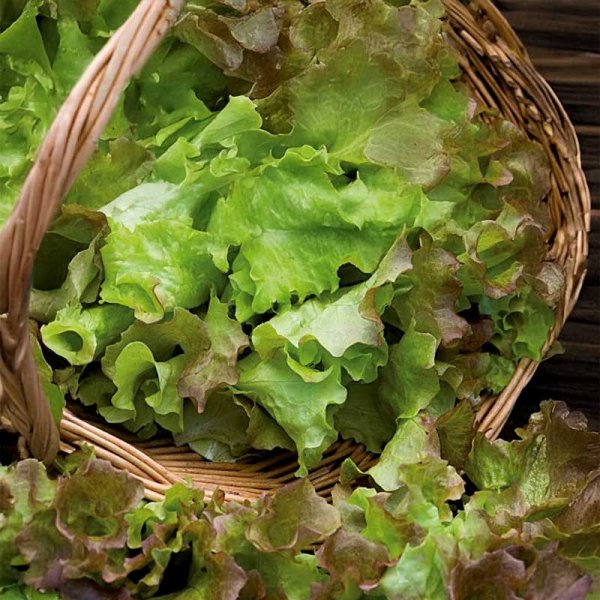Looseleaf Lettuce 'Amerikanischer Brauner'