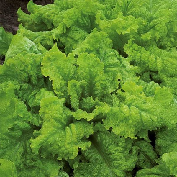 Looseleaf Lettuce 'Australische Gele'
