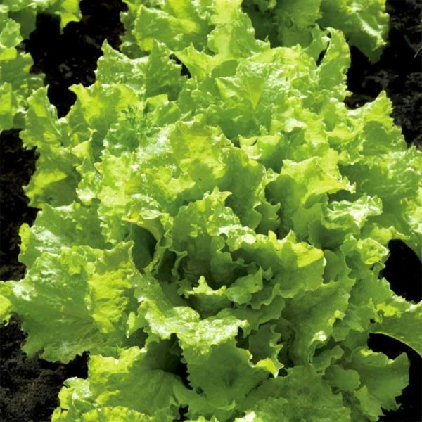 Looseleaf Lettuce 'Grünetta'