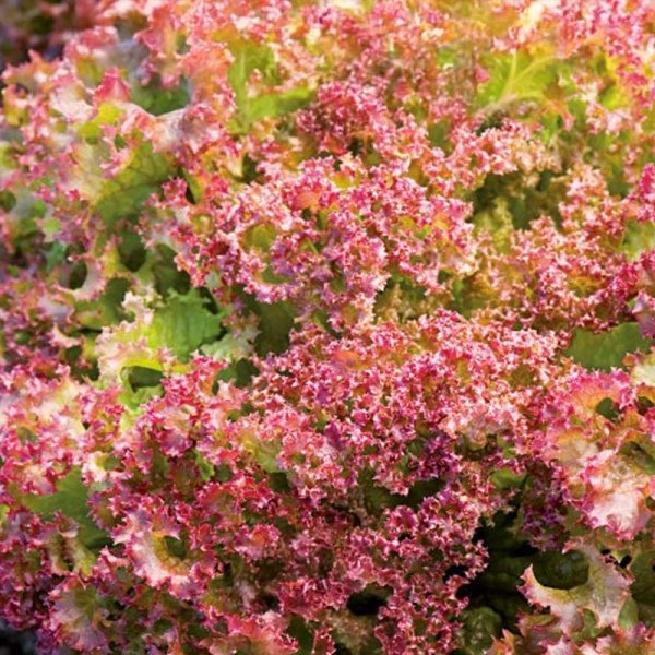 Batavia Lettuce 'Lollo Rossa'