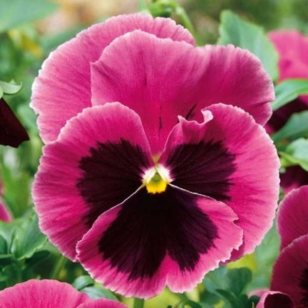 Pansy 'Laura'