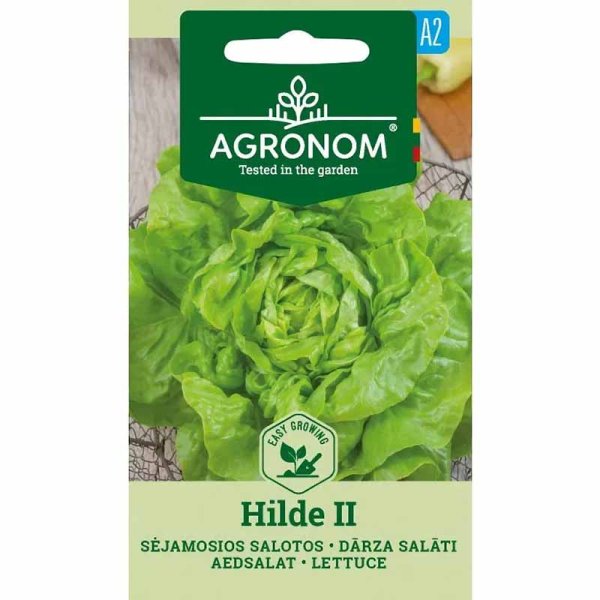 Head Lettuce 'Hilde II'