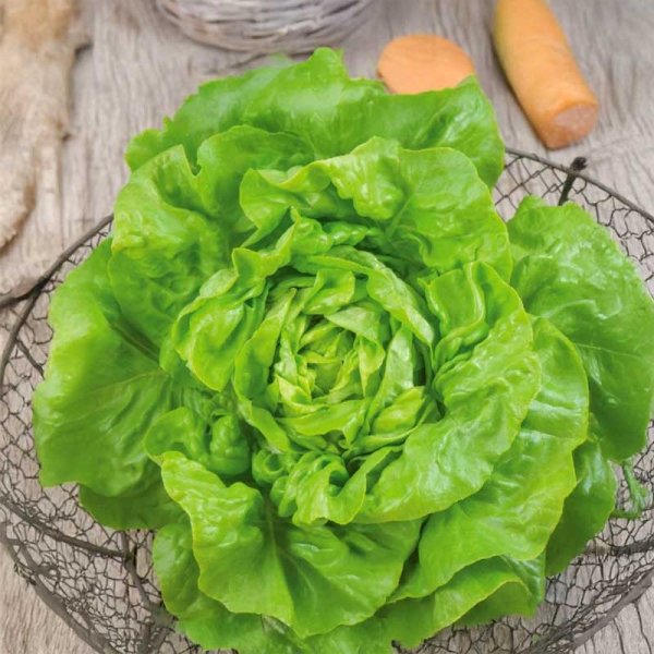 Head Lettuce 'Hilde II'