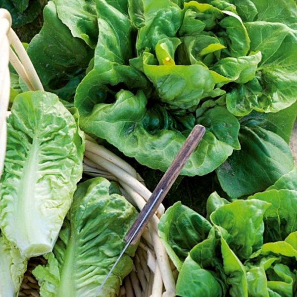 Lettuce 'Little Gem'