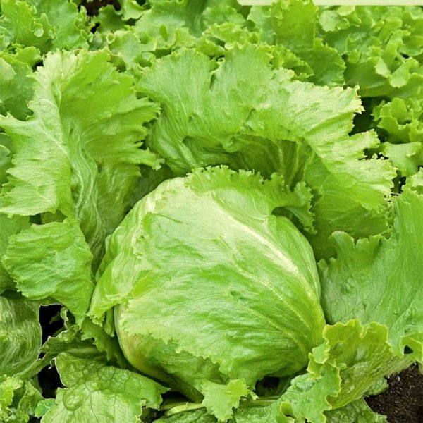 Iceberg Lettuce 'Great Lakes 118'