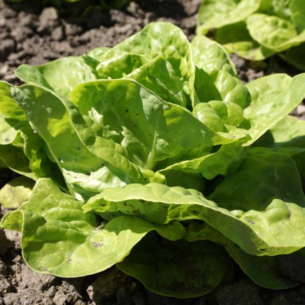 Lettuce 'Zwart Duits'