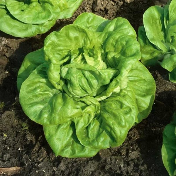 Head Lettuce 'Justine'