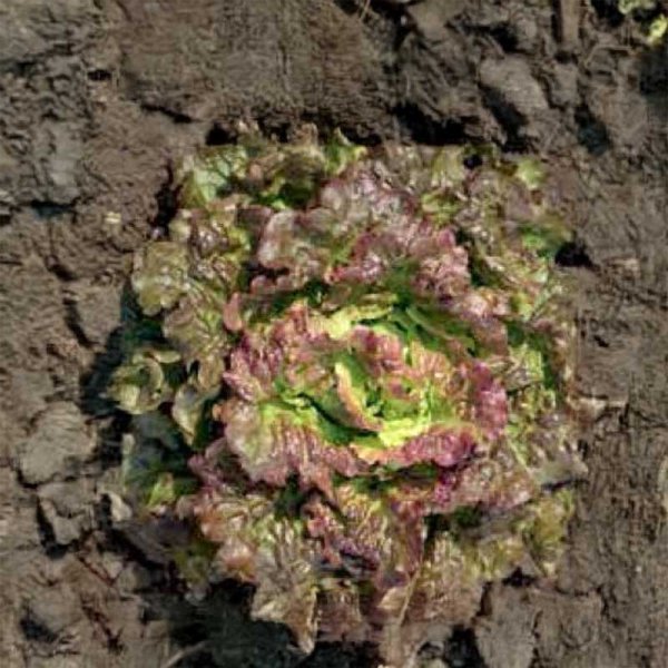 Batavia Lettuce 'Maravilla de verano'