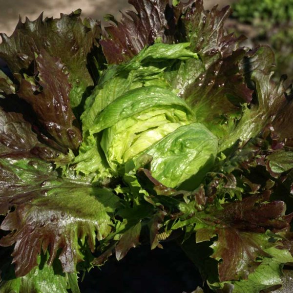 Lettuce ' Derel'