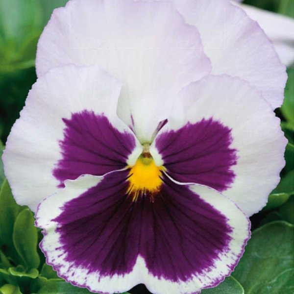 Pansy 'Spanish eyes'