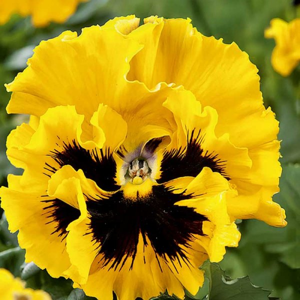 Pansy 'Frizzle Sizzle' H