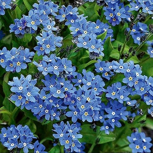 Forget-Me-Not 'Blue ball'