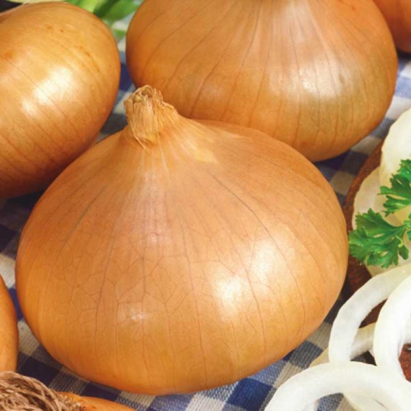 Onion 'Stuttgarter riesen'