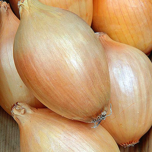 Onion 'Elista'